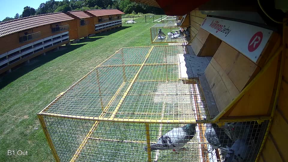 Pigeon Arrival Image For Race Race 2