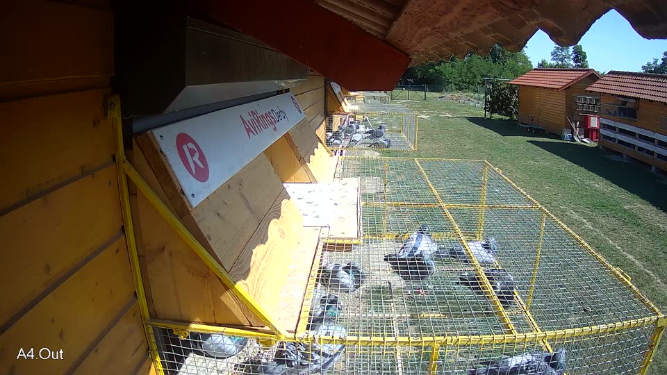 Pigeon Arrival Image For Race Race 5