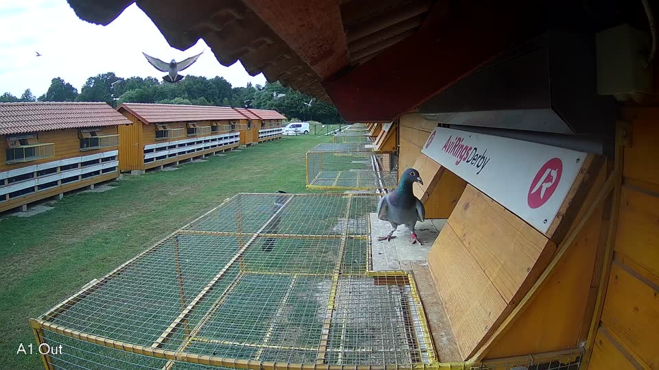 Pigeon Arrival Image For Race Race 3