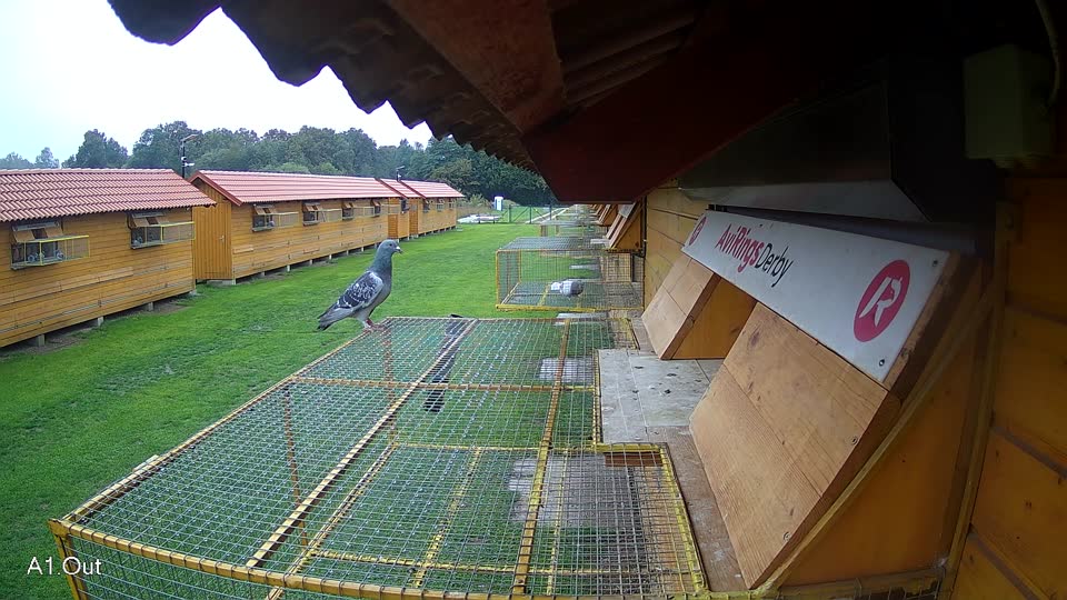 Pigeon Arrival Image For Race Final race 3