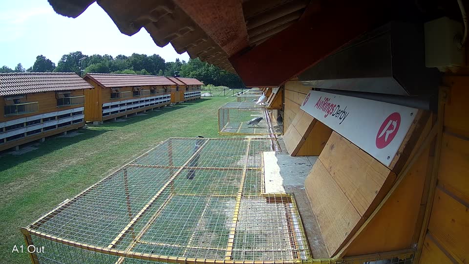 Pigeon Arrival Image For Race Race 3