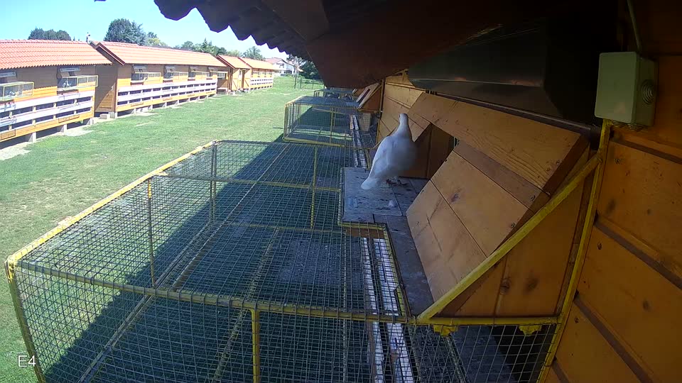 Pigeon Arrival Image For Race Race 2