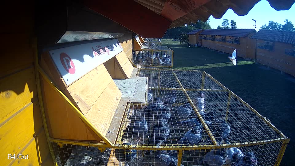 Pigeon Arrival Image For Race Race 5