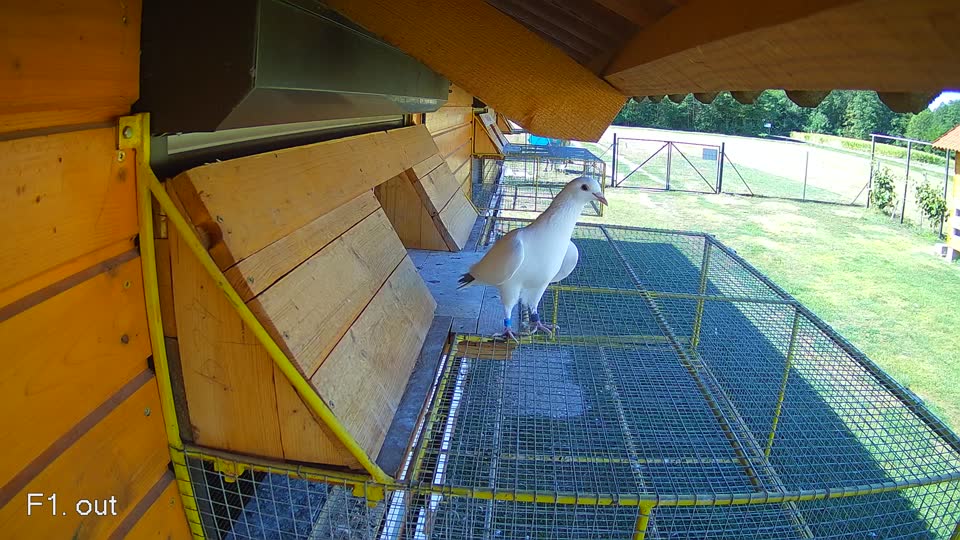 Pigeon Arrival Image For Race Race 3