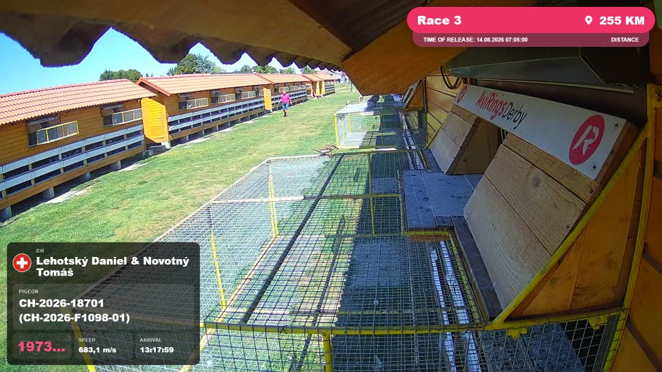 Pigeon Arrival Image For Race Race 3