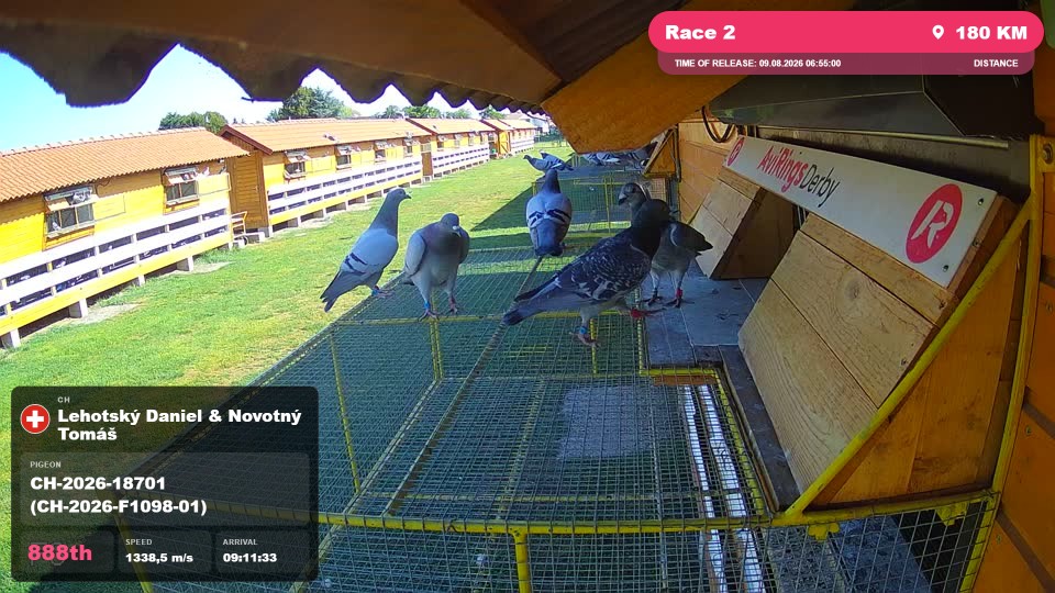 Pigeon Arrival Image For Race Race 2