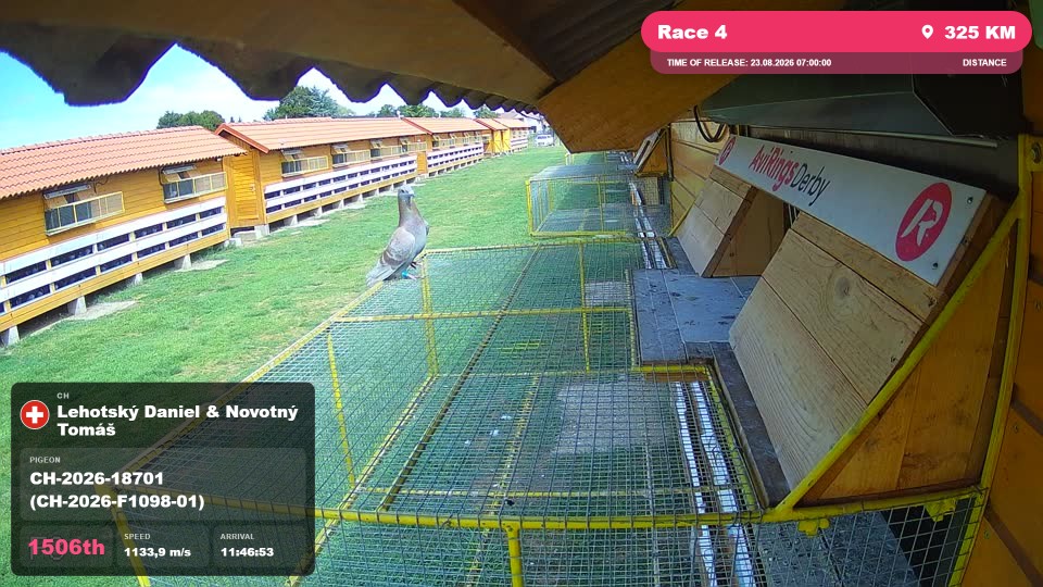 Pigeon Arrival Image For Race Race 4