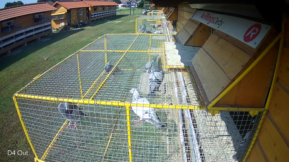 Pigeon Arrival Image For Race Race 3