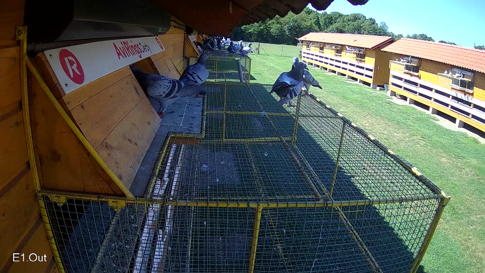 Pigeon Arrival Image For Race Race 2