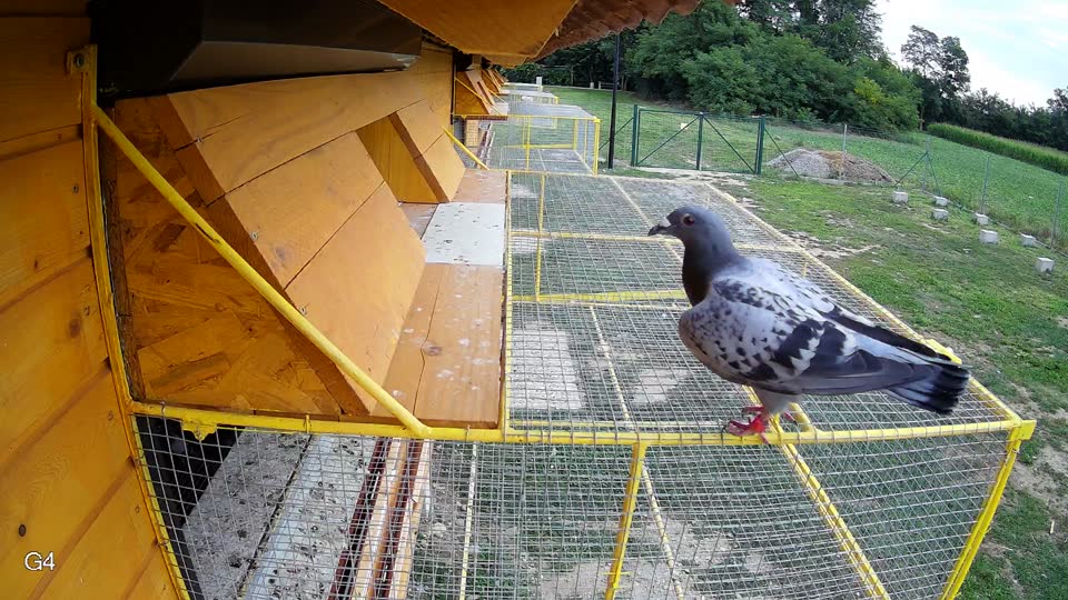 Pigeon Arrival Image For Race Race 3