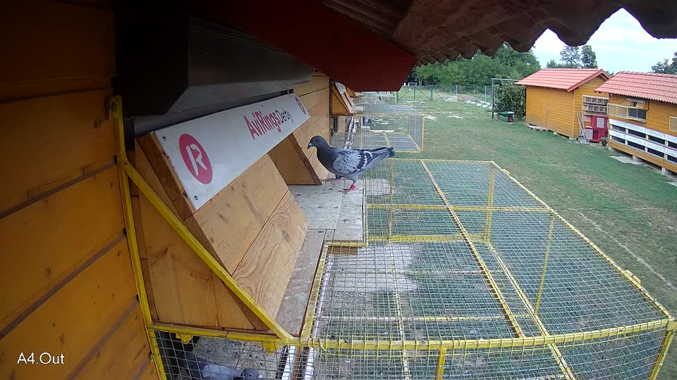 Pigeon Arrival Image For Race Race 4