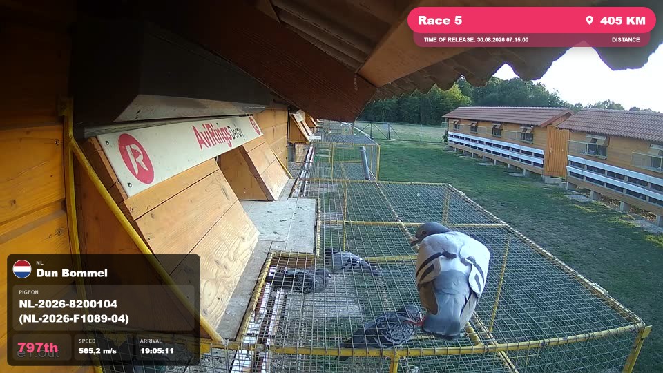 Pigeon Arrival Image For Race Race 5