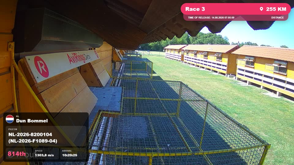 Pigeon Arrival Image For Race Race 3