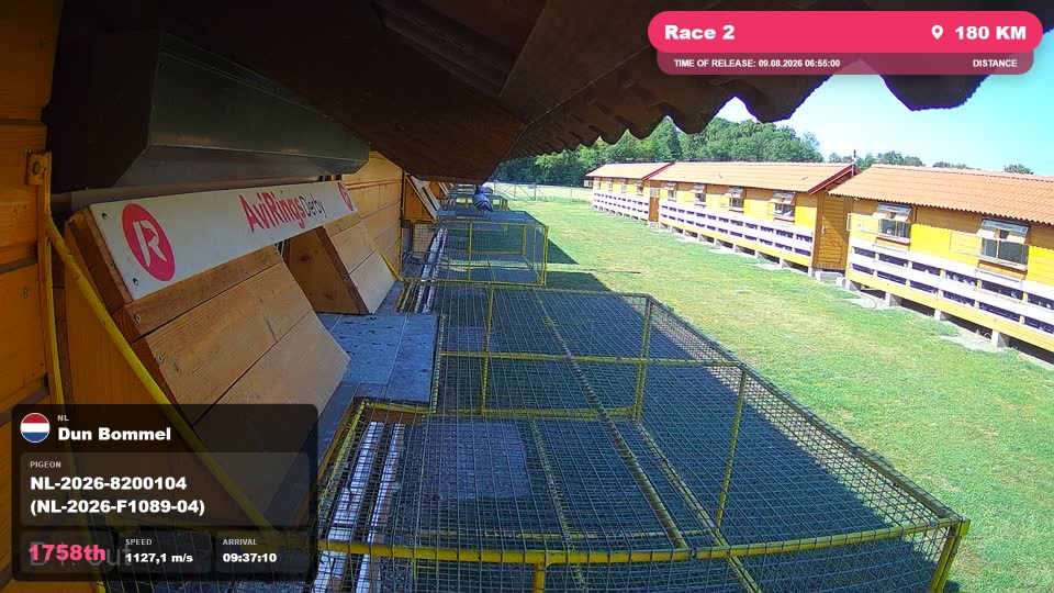 Pigeon Arrival Image For Race Race 2