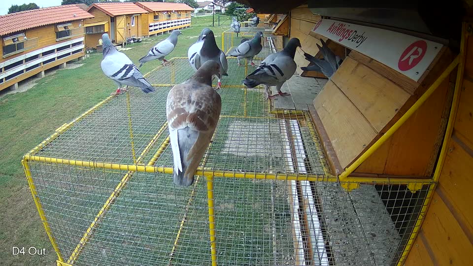 Pigeon Arrival Image For Race Race 3