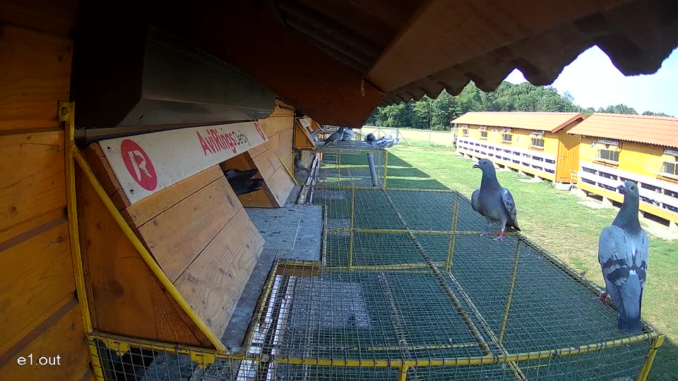 Pigeon Arrival Image For Race Race 1