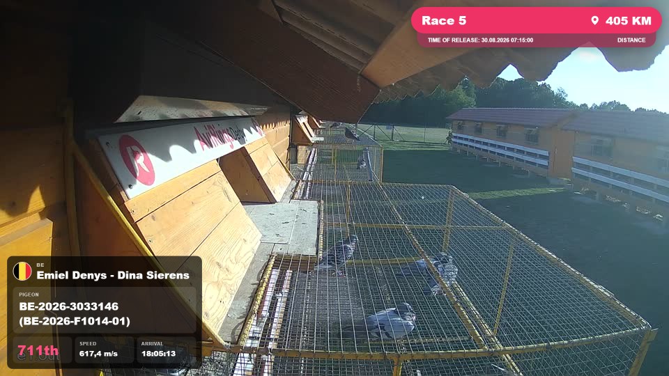 Pigeon Arrival Image For Race Race 5