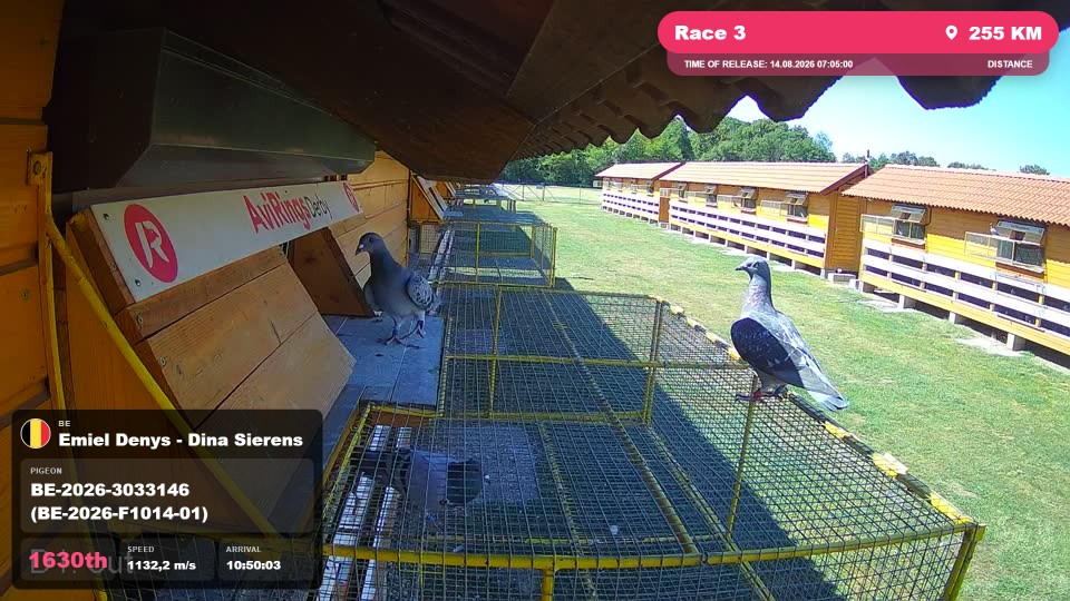 Pigeon Arrival Image For Race Race 3