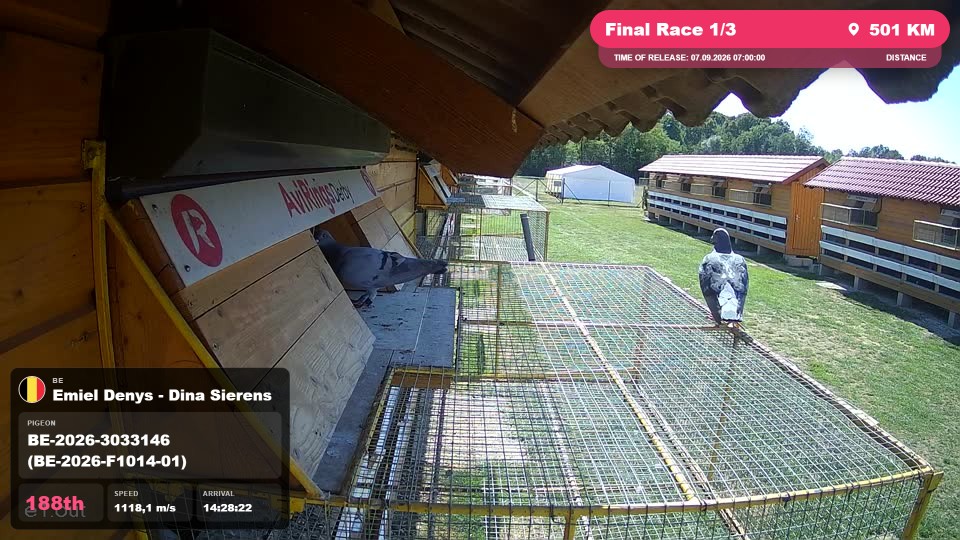 Pigeon Arrival Image For Race Final Race 1/3