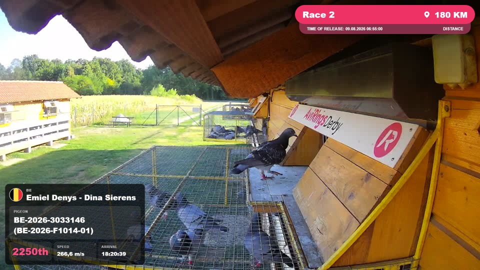Pigeon Arrival Image For Race Race 2