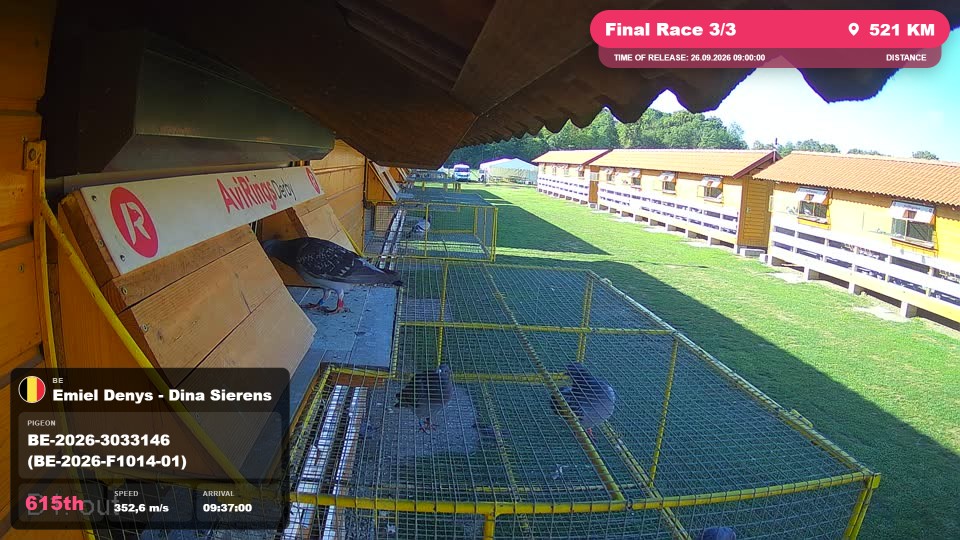 Pigeon Arrival Image For Race Final Race 3/3