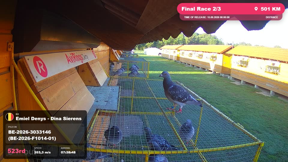 Pigeon Arrival Image For Race Final Race 2/3