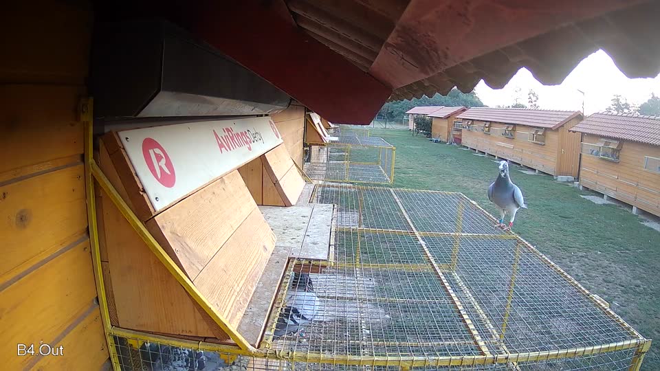 Pigeon Arrival Image For Race Race 5