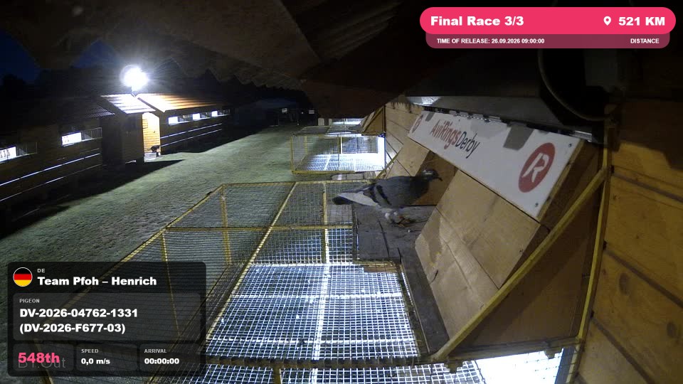 Pigeon Arrival Image For Race Final Race 3/3