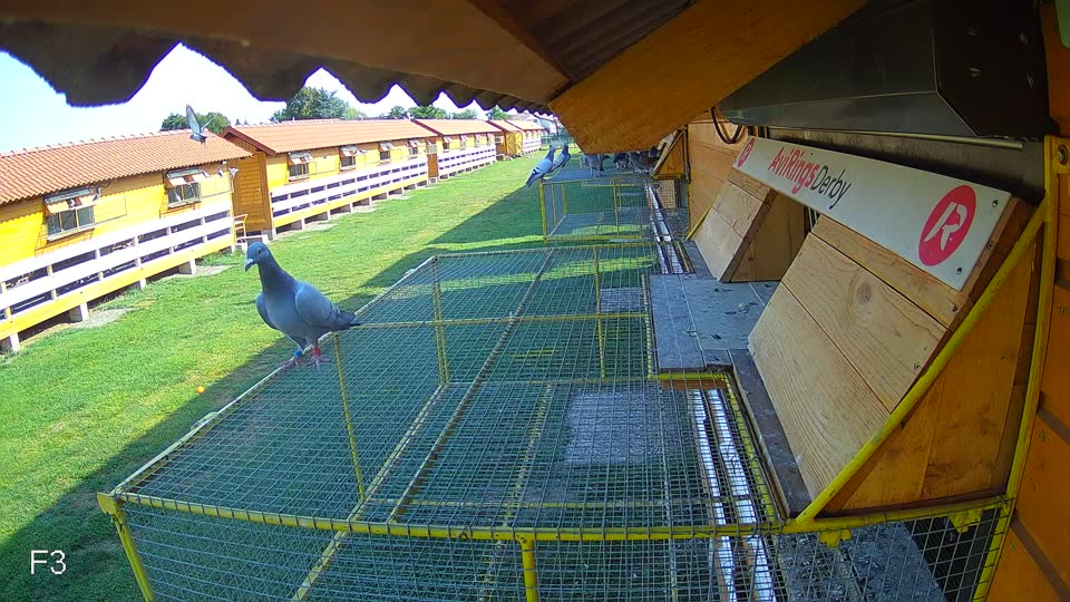 Pigeon Arrival Image For Race Race 1