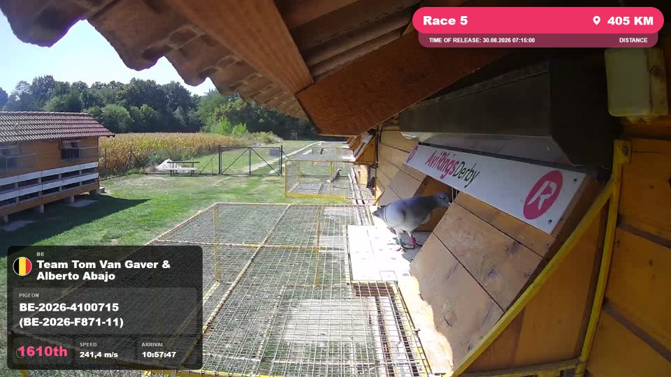 Pigeon Arrival Image For Race Race 5