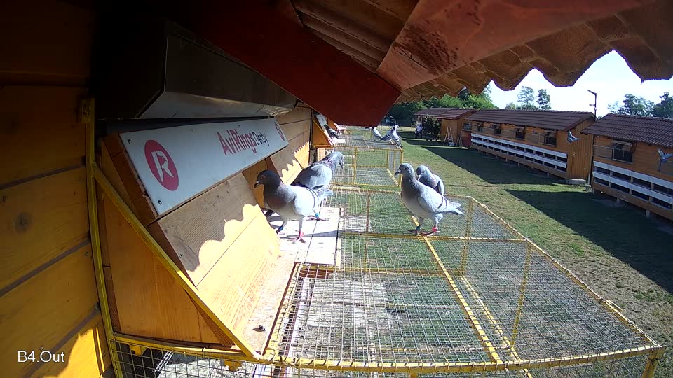 Pigeon Arrival Image For Race Race 2