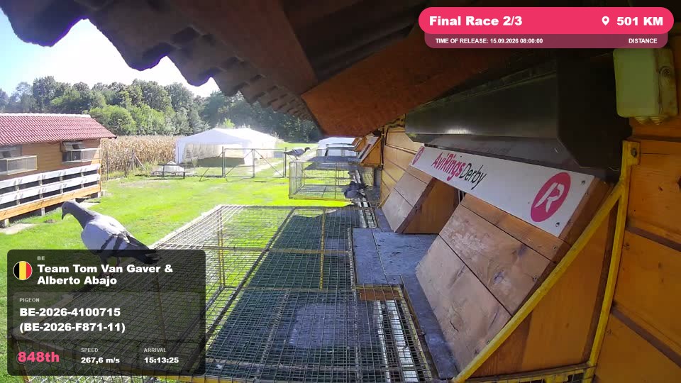 Pigeon Arrival Image For Race Final Race 2/3