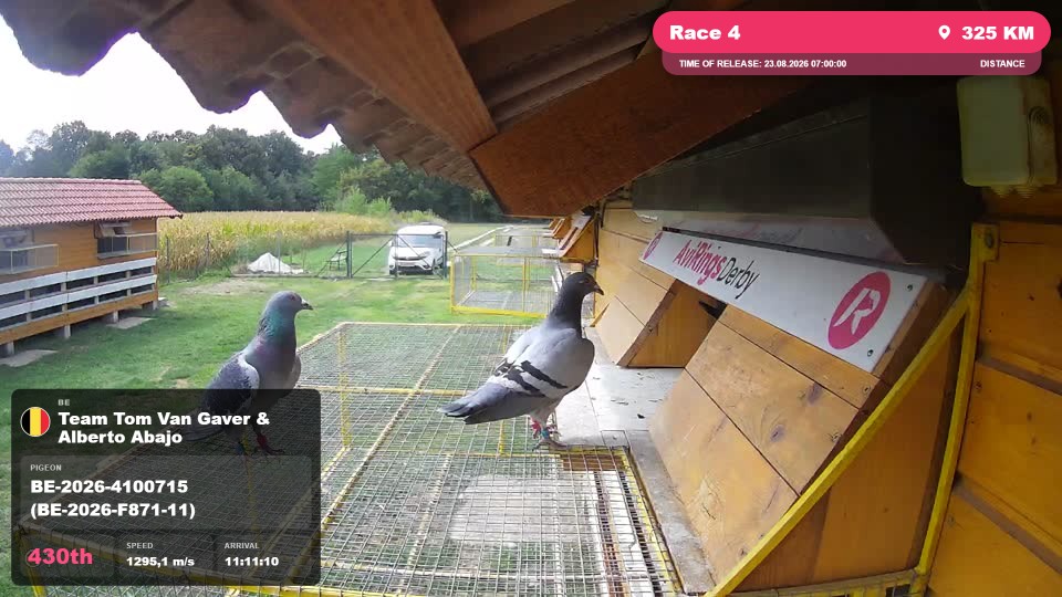 Pigeon Arrival Image For Race Race 4
