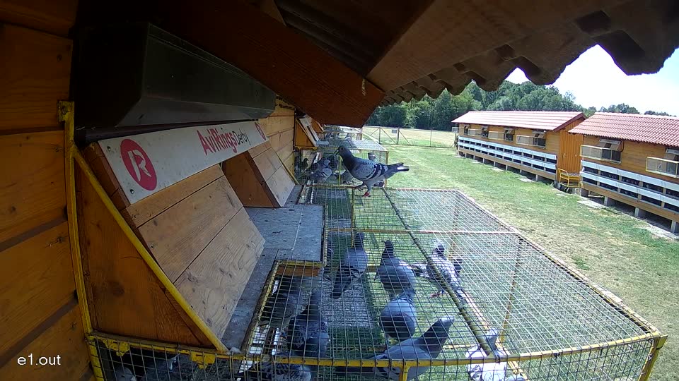 Pigeon Arrival Image For Race Race 1