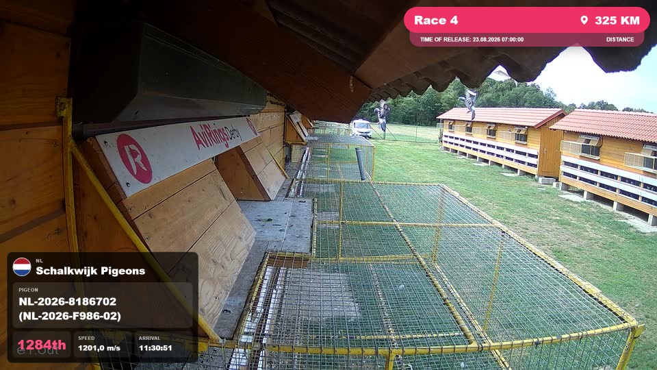 Pigeon Arrival Image For Race Race 4