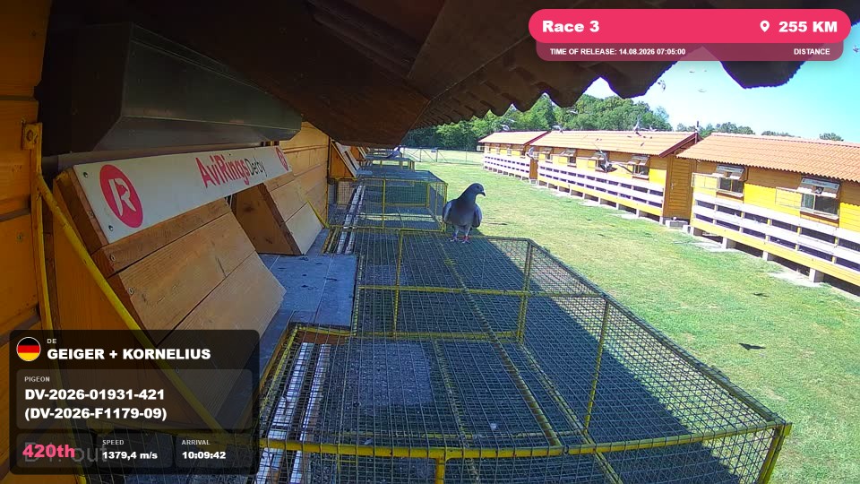 Pigeon Arrival Image For Race Race 3