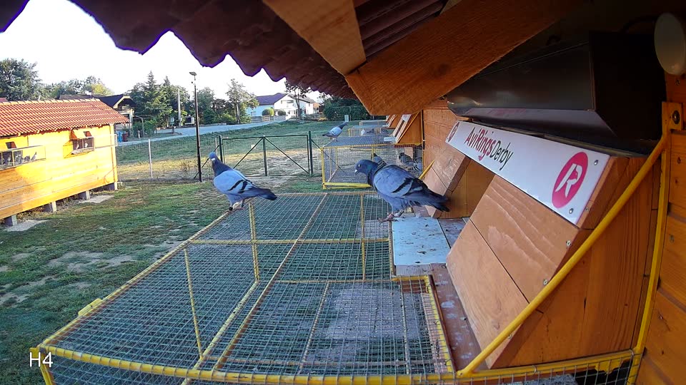 Pigeon Arrival Image For Race Race 5