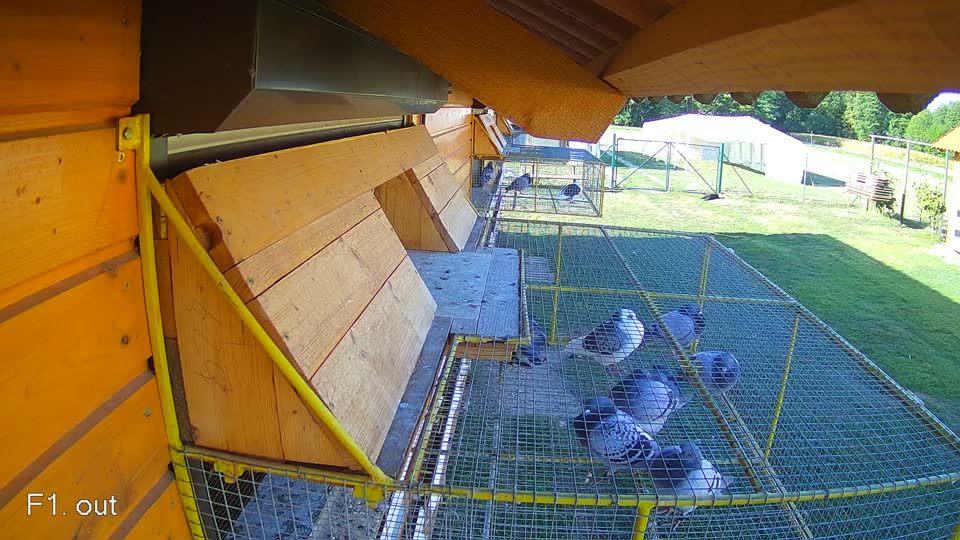 Pigeon Arrival Image For Race Final Race 1/3