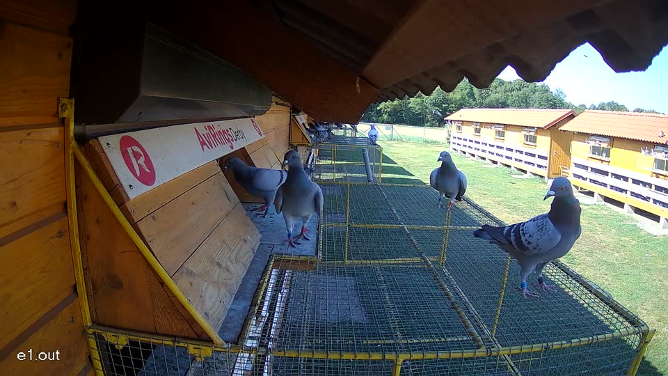 Pigeon Arrival Image For Race Race 2