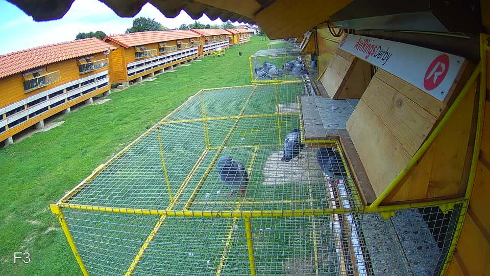 Pigeon Arrival Image For Race Race 6