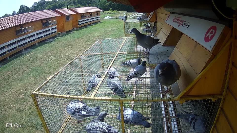 Pigeon Arrival Image For Race Race 4