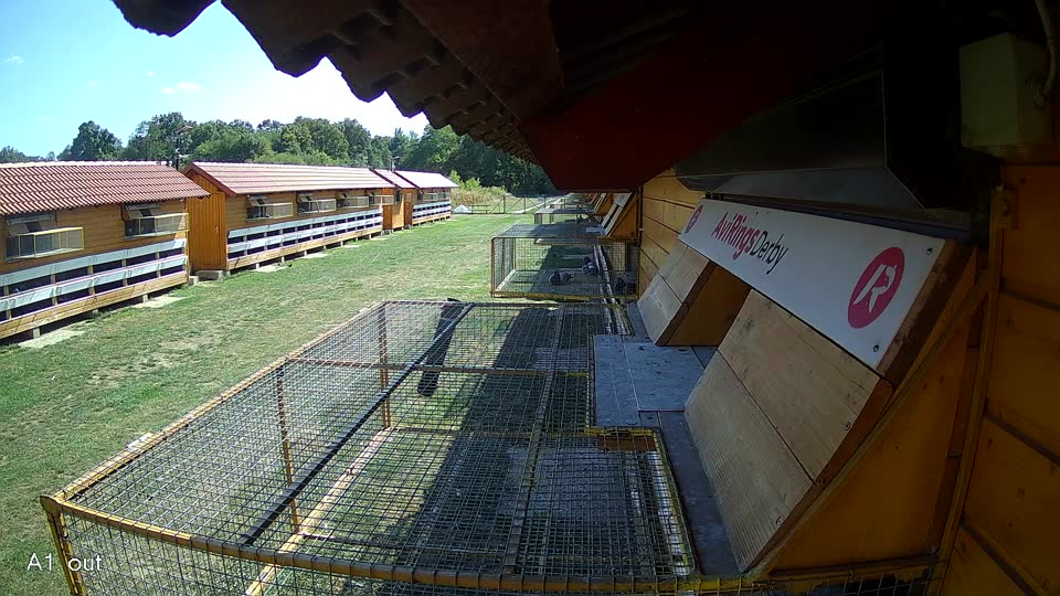 Pigeon Arrival Image For Race Race 5