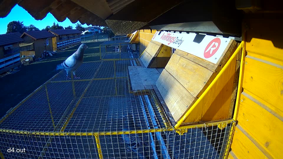 Pigeon Arrival Image For Race Race 3