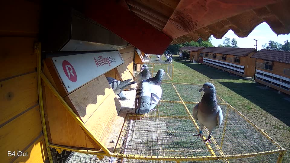 Pigeon Arrival Image For Race Race 2