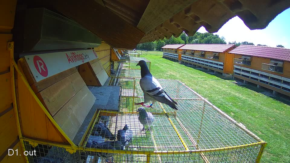 Pigeon Arrival Image For Race Race 4