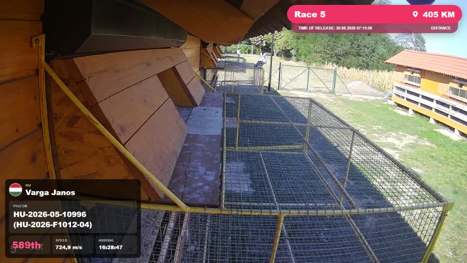 Pigeon Arrival Image For Race Race 5