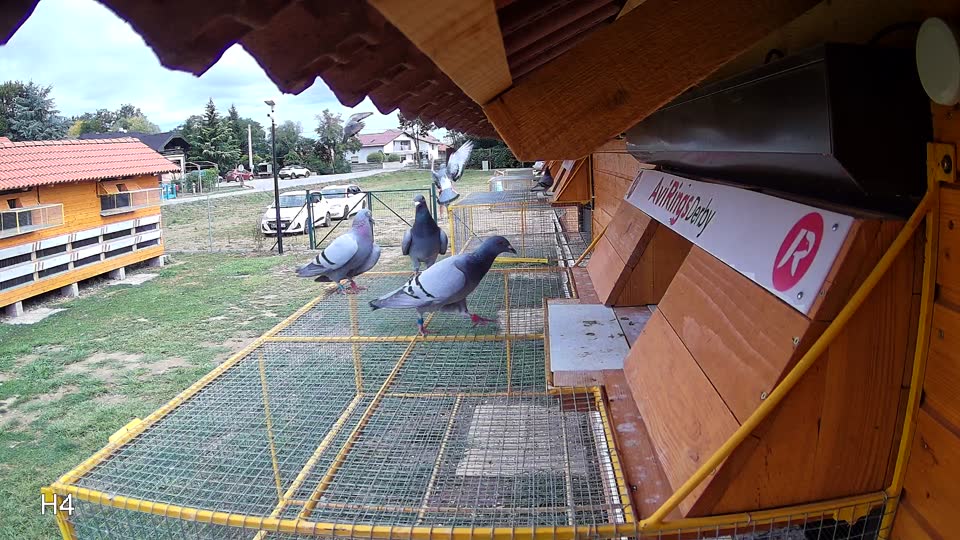 Pigeon Arrival Image For Race Race 4