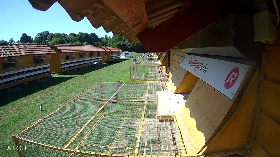 Pigeon Arrival Image For Race Race 2