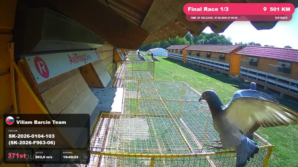 Pigeon Arrival Image For Race Final Race 1/3