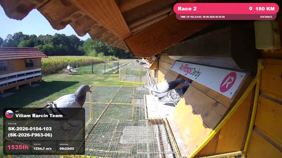 Pigeon Arrival Image For Race Race 2